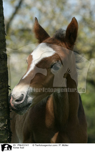 horse foal / PM-03141