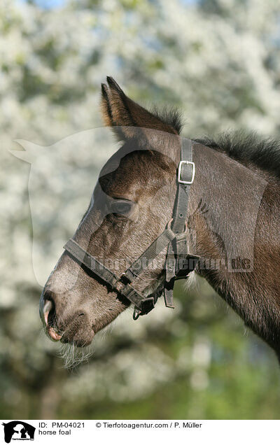 horse foal / PM-04021