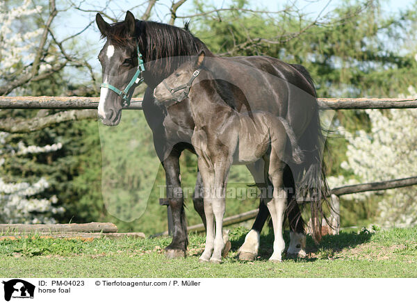 horse foal / PM-04023