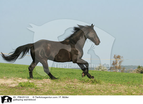 galloping warmblood / PM-05122