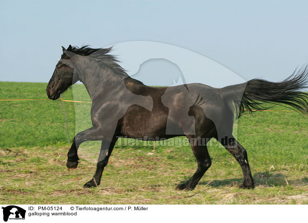galloping warmblood / PM-05124