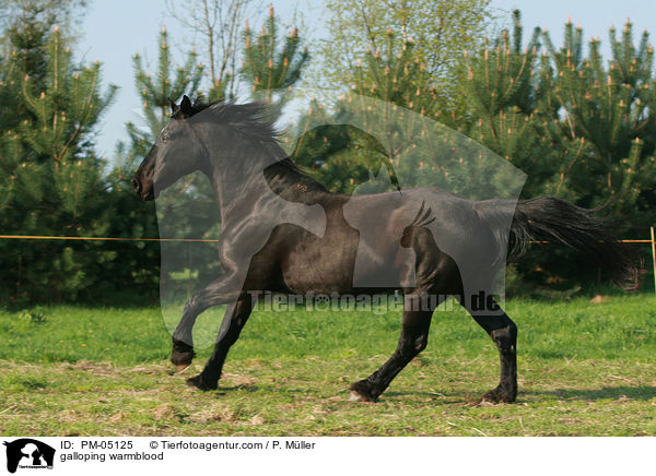 galloping warmblood / PM-05125