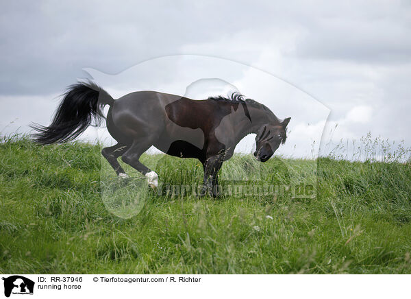 running horse / RR-37946