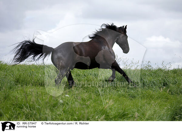 running horse / RR-37947