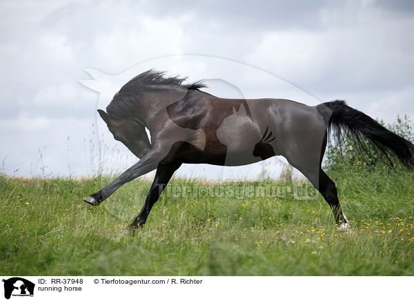 running horse / RR-37948