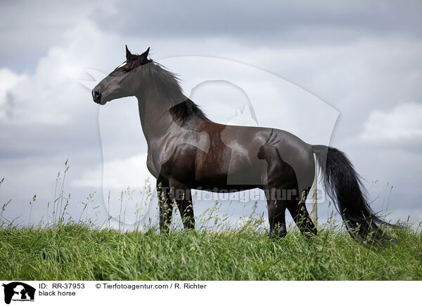 black horse / RR-37953