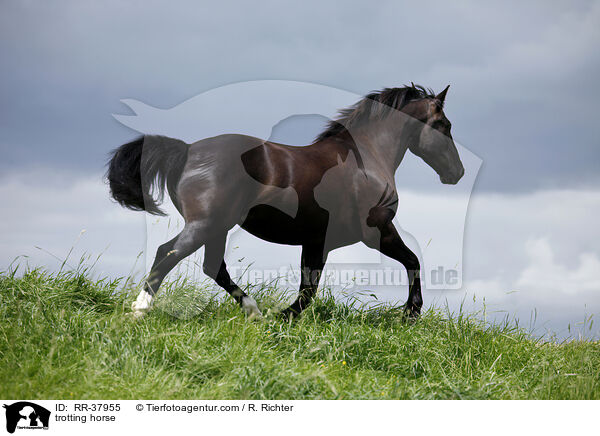 trotting horse / RR-37955