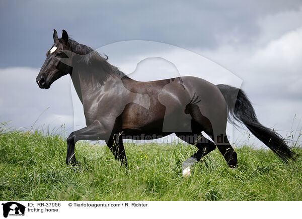 trotting horse / RR-37956