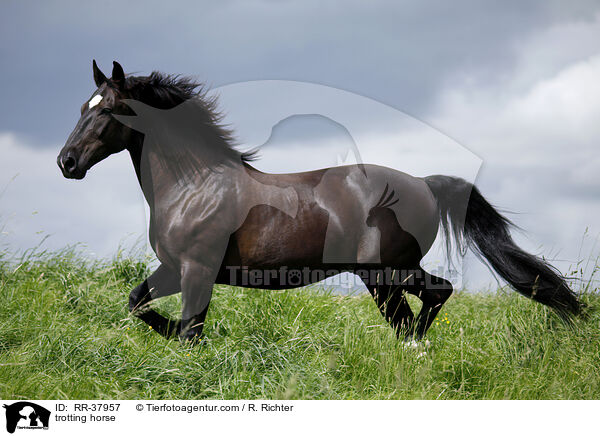 trotting horse / RR-37957