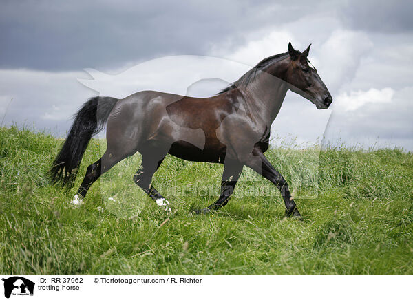 trotting horse / RR-37962