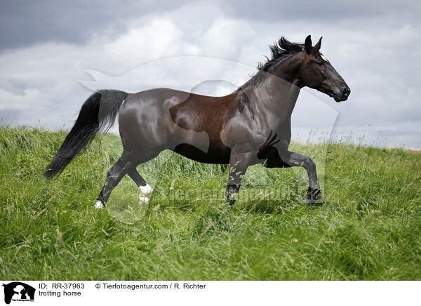 trotting horse / RR-37963