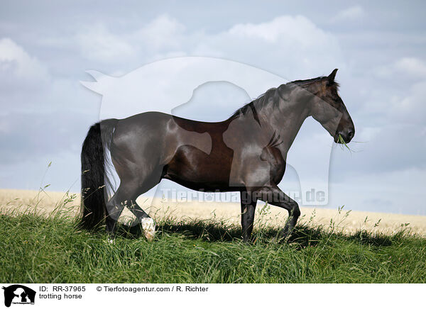 trotting horse / RR-37965