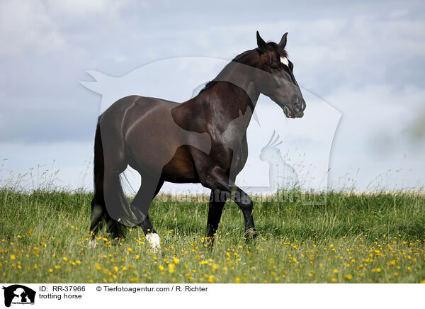 trotting horse / RR-37966