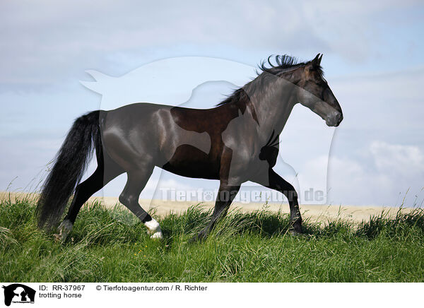 trotting horse / RR-37967