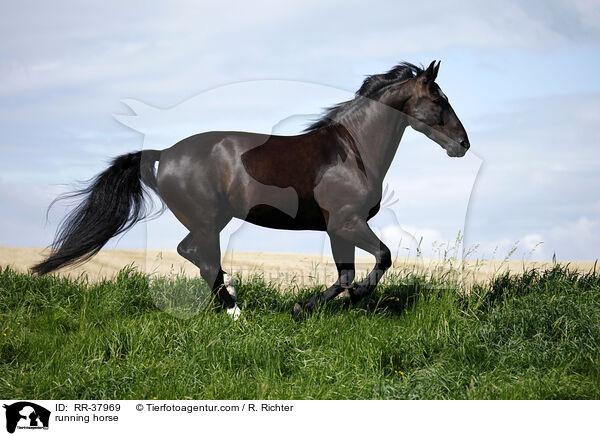 running horse / RR-37969