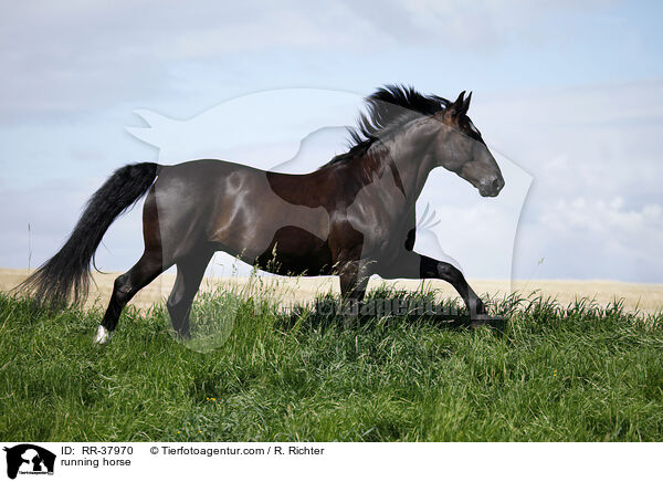 running horse / RR-37970