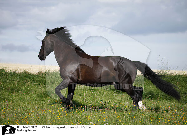 trotting horse / RR-37971