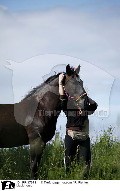 black horse / RR-37973