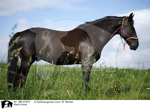 black horse / RR-37975
