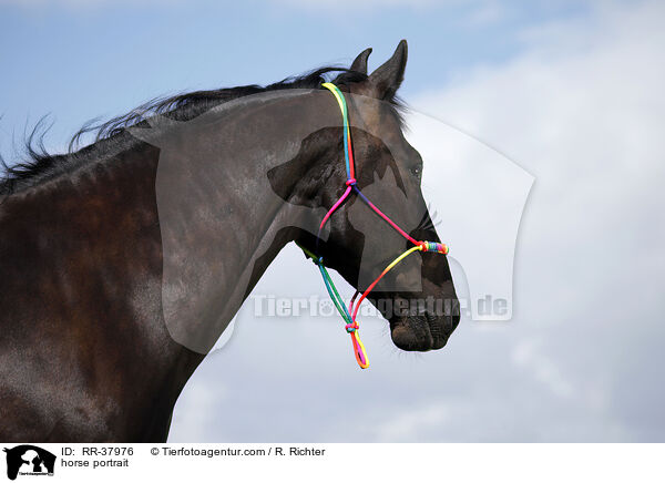 horse portrait / RR-37976