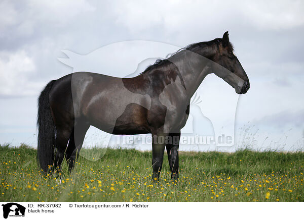 black horse / RR-37982