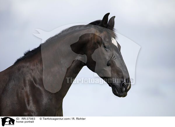 horse portrait / RR-37983