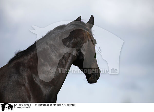 horse portrait / RR-37984