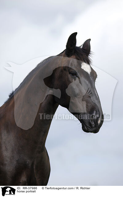 horse portrait / RR-37986