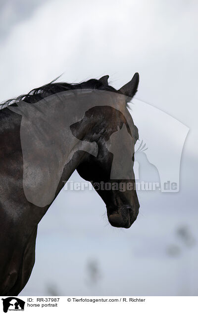 horse portrait / RR-37987
