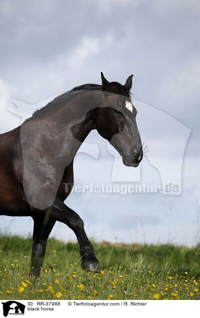 black horse / RR-37988