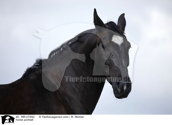 horse portrait / RR-37992