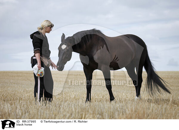 black horse / RR-37995