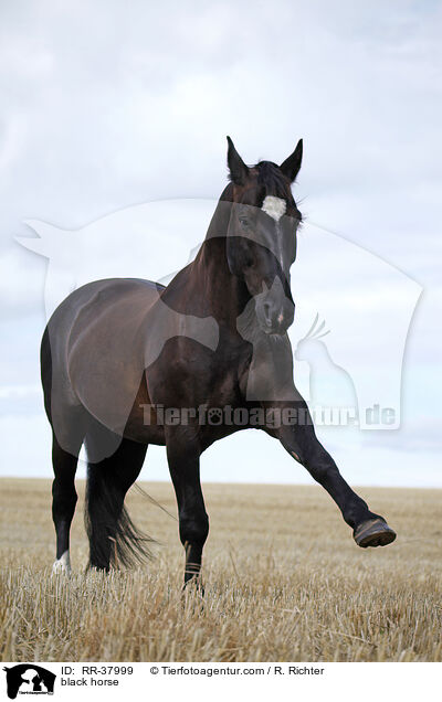 black horse / RR-37999