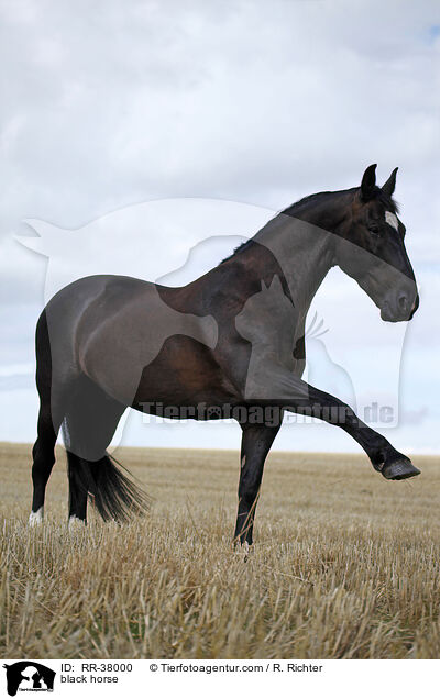 black horse / RR-38000
