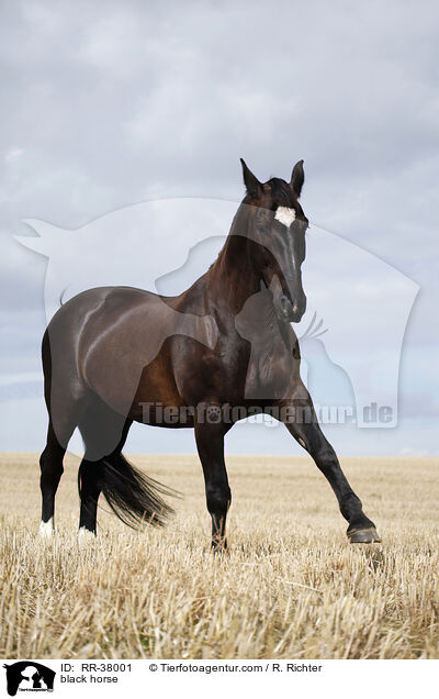 black horse / RR-38001