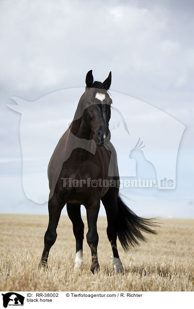 black horse / RR-38002