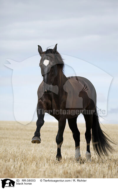 black horse / RR-38003