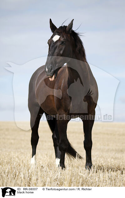 black horse / RR-38007