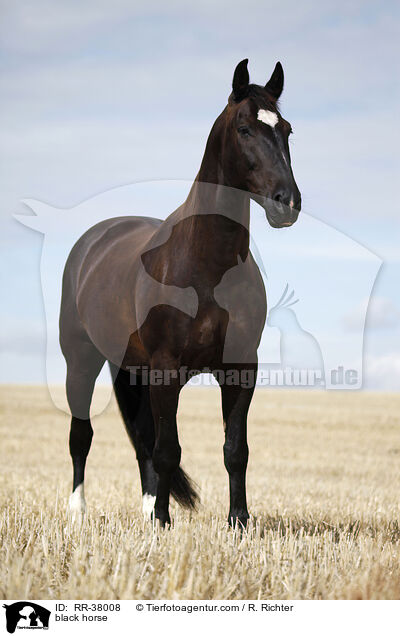 black horse / RR-38008