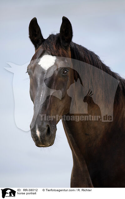 horse portrait / RR-38012