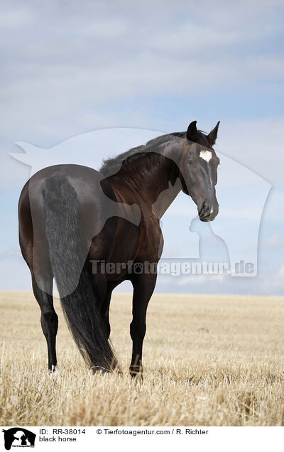 black horse / RR-38014