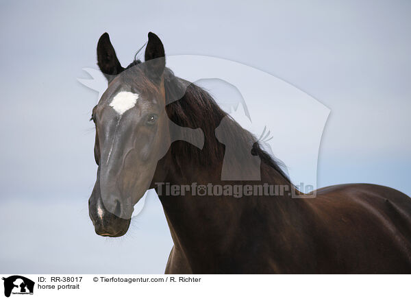 horse portrait / RR-38017