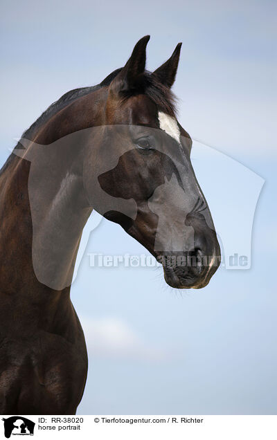 horse portrait / RR-38020