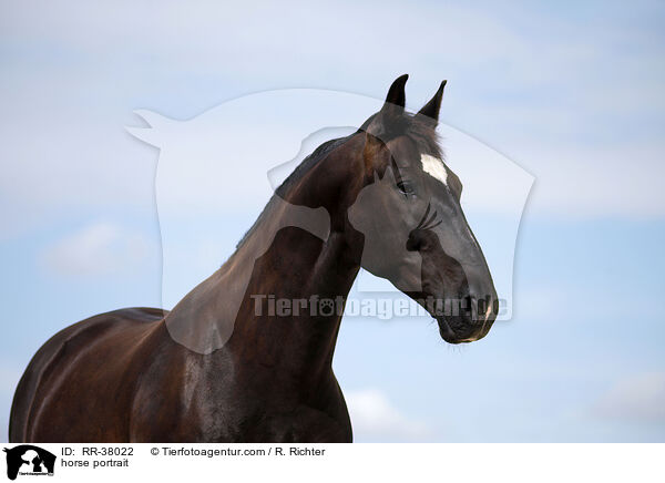 horse portrait / RR-38022