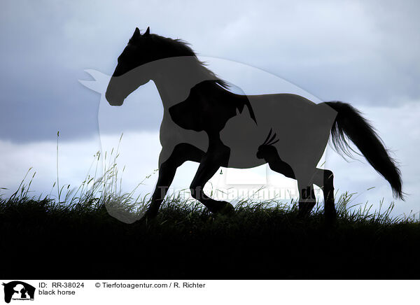 black horse / RR-38024