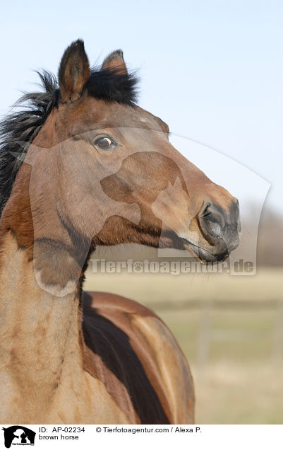 brown horse / AP-02234