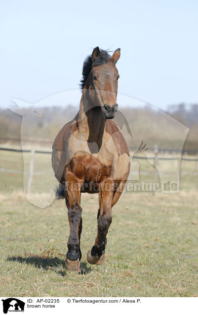 brown horse / AP-02235