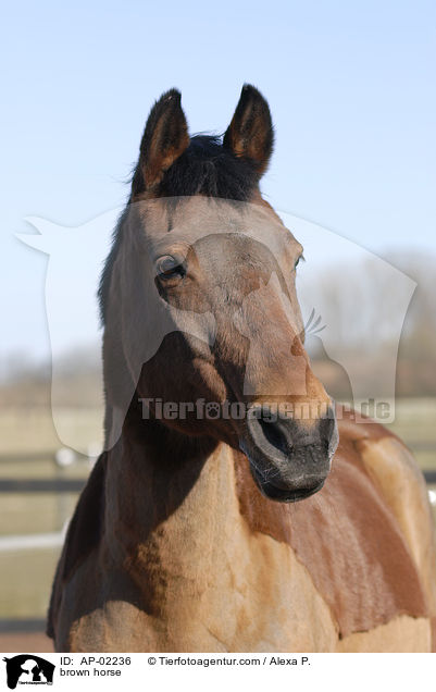 brown horse / AP-02236