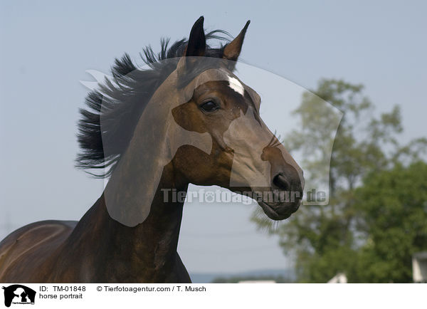 horse portrait / TM-01848