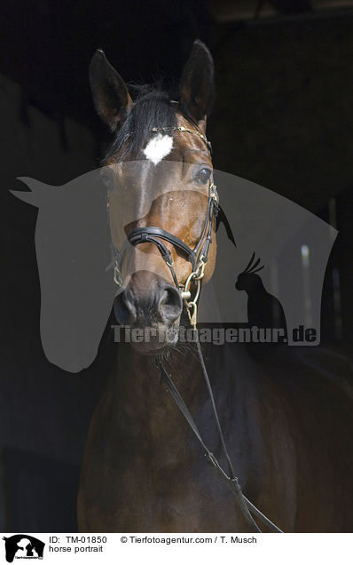 horse portrait / TM-01850